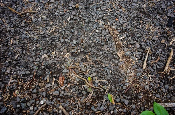 Närbild skott av grå klippor i en skog — Stockfoto