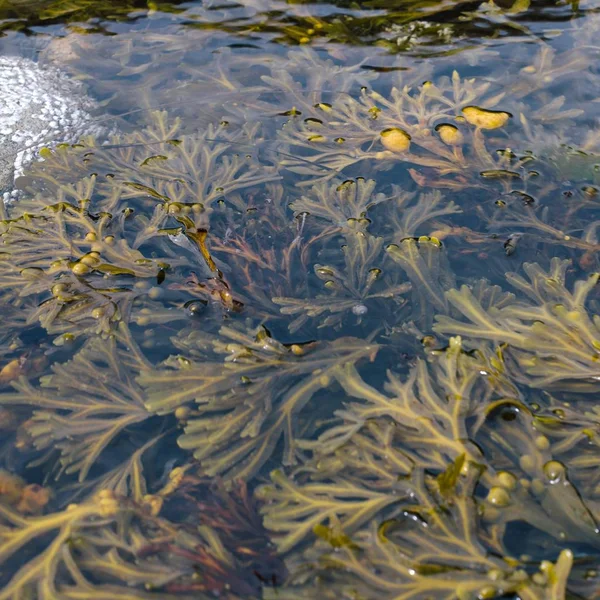 Disparo cercano de algas en el agua — Foto de Stock
