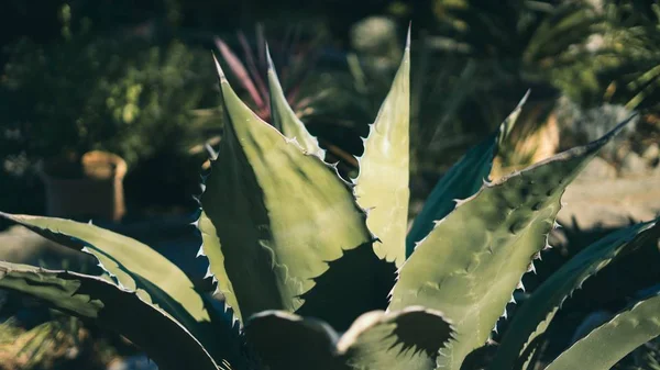 Colpo di primo piano selettivo di una pianta verde chiodata — Foto Stock