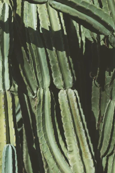 沙漠中一个美丽的大型仙人掌植物的特写镜头 — 图库照片