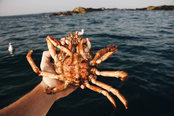 Close shot de uma pessoa segurando um caranguejo com um mar borrado e rochas no fundo — Fotografia de Stock