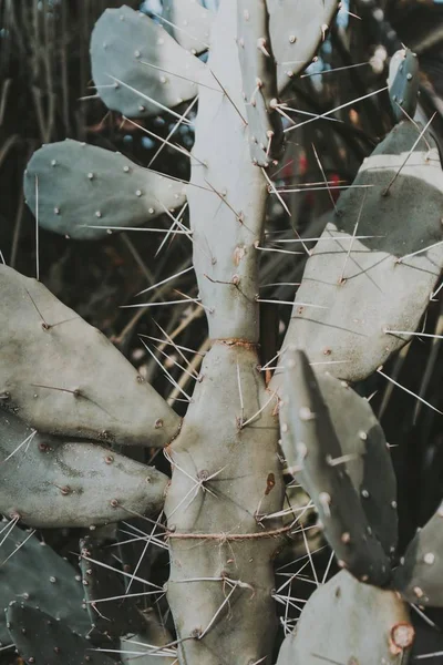 Tiro vertical de una gran planta de cactus en una selva tropical —  Fotos de Stock