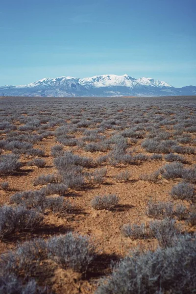 Vertikální záběr krásného pouštního pole s suchou zelení a zasněžený kopec viditelný v dálce — Stock fotografie