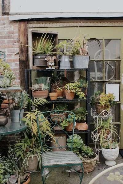 Collecte de différents types de plantes dans des pots en céramique dans un magasin vert — Photo