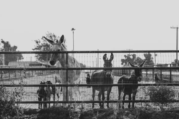 Szeroki strzał osły w zoo za metalowym ogrodzeniem — Zdjęcie stockowe