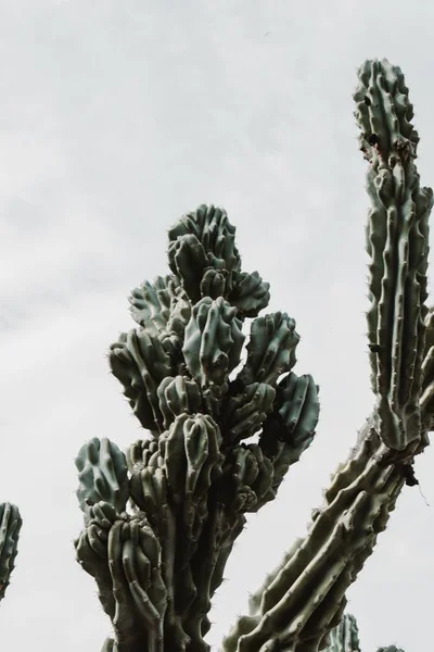 Primer plano de un hermoso árbol de cactus grande con largas ramas puntiagudas y fruta floreciente en ellos —  Fotos de Stock