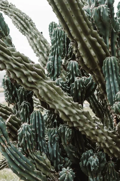 Primer plano de un hermoso árbol de cactus grande con largas ramas puntiagudas y fruta floreciente en ellos —  Fotos de Stock