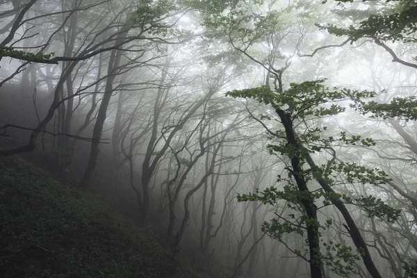 Belo tiro de uma floresta com colinas gramadas e árvores altas em uma névoa — Fotografia de Stock