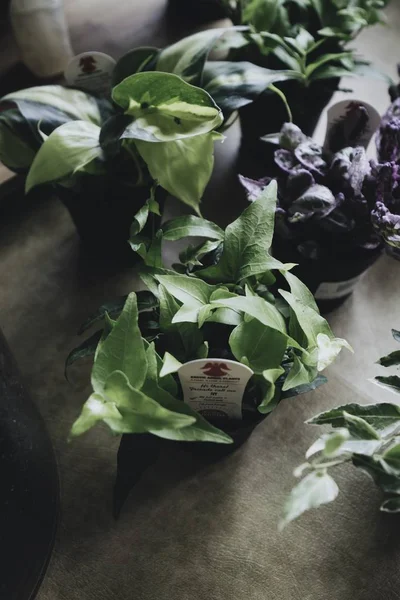 Primer plano de hermosas plantas verdes en miniatura en macetas en el interior — Foto de Stock