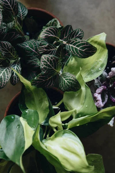 Primer plano de hermosas plantas verdes en miniatura en macetas de cerámica en el interior —  Fotos de Stock