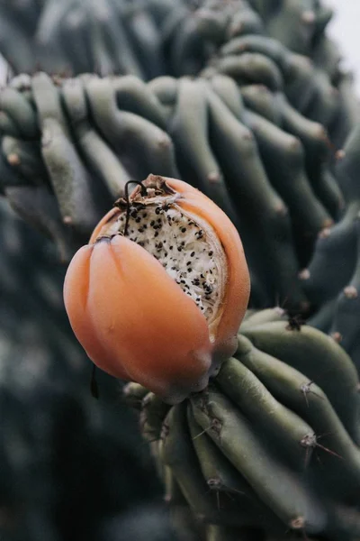 Närbild vertikal skott av en övervuxen kaktus frukt i en djungel — Stockfoto
