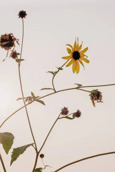 Hermosa toma vertical de flores amarillas sobre un fondo blanco en un día soleado —  Fotos de Stock