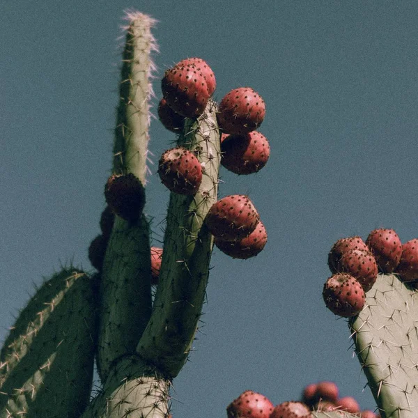 Primer plano de fruta roja de pera espinosa en un cactus —  Fotos de Stock