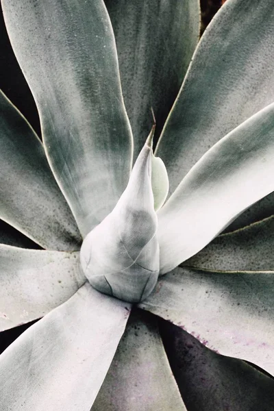 Primer plano plano de escala de grises de una hermosa planta — Foto de Stock