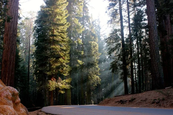 Nádherná Krajina Lesních Stromů Zeleně — Stock fotografie