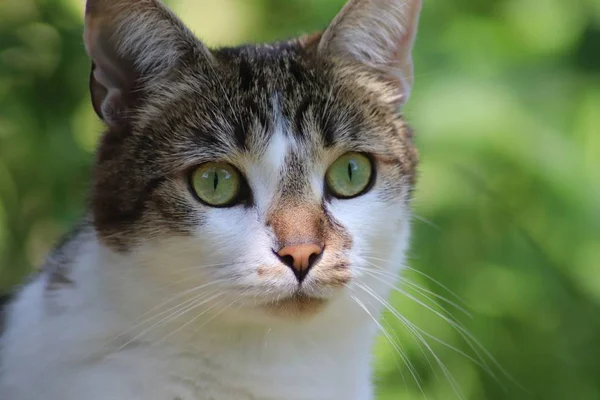 Gros plan d'un chat mignon regardant au loin avec un fond flou — Photo