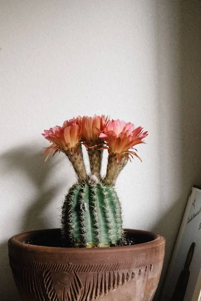 Closeup shot of a beautiful cactus plant indoors — Stock Photo, Image