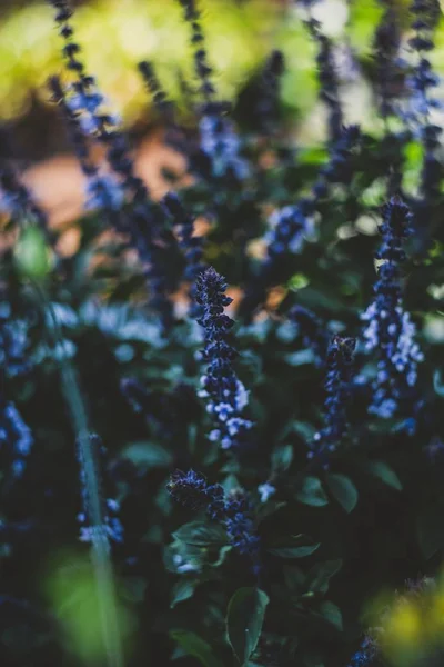 Close-up vertical de um delphinium azul com um fundo embaçado — Fotografia de Stock