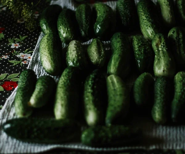 Вибірковий крупний план свіжих зелених огірків — стокове фото