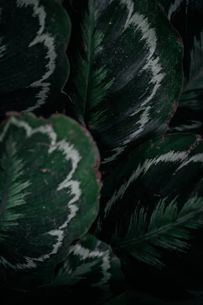 Függőleges közelkép zöld levelek felvételéről — Stock Fotó
