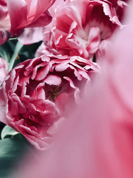 Primer plano selectivo vertical de flores de pétalos rosados — Foto de Stock