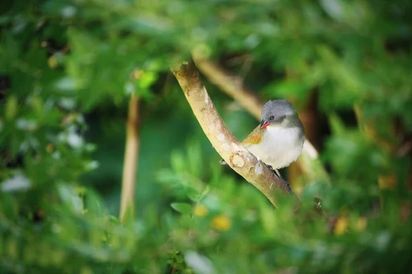 Selektive Fokusaufnahme eines Wachsvogels auf einem Ast mit unscharfem natürlichen Hintergrund — Stockfoto