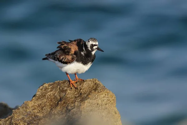 Adult  Ruddy turnstone Arenaria interpres — Stock Photo, Image