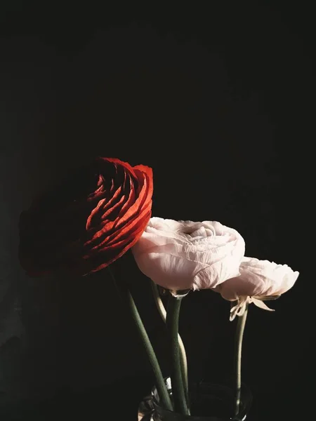Vertikale Nahaufnahme von roten und weißen Rosen auf schwarzem Hintergrund — Stockfoto