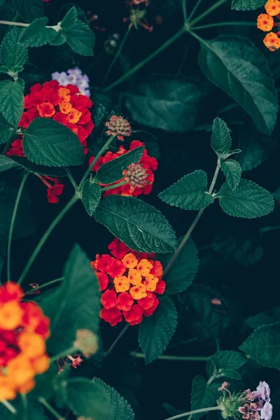 Belle photo de fleurs et de plantes dans un jardin — Photo