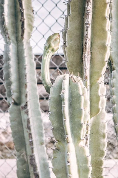 Tiro vertical de planta de cactus cerca de una valla en un desierto —  Fotos de Stock