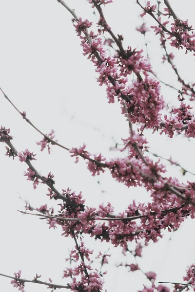 Belo tiro de flor de cereja roxa em um ramo de uma árvore — Fotografia de Stock