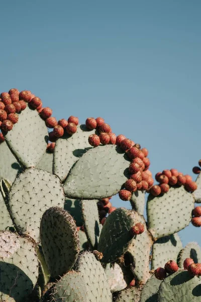 Tiro de close-up vertical de belos ramos de cactos com frutas de pêssego espinhosas neles — Fotografia de Stock