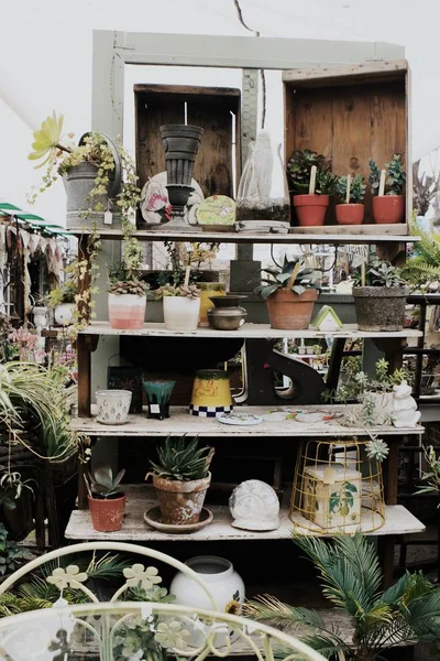 Collecte de différents types de plantes dans des pots en céramique dans un magasin vert — Photo