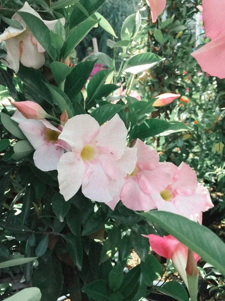 Botanik bahçesindeki güzel pembe çiçekler. — Stok fotoğraf
