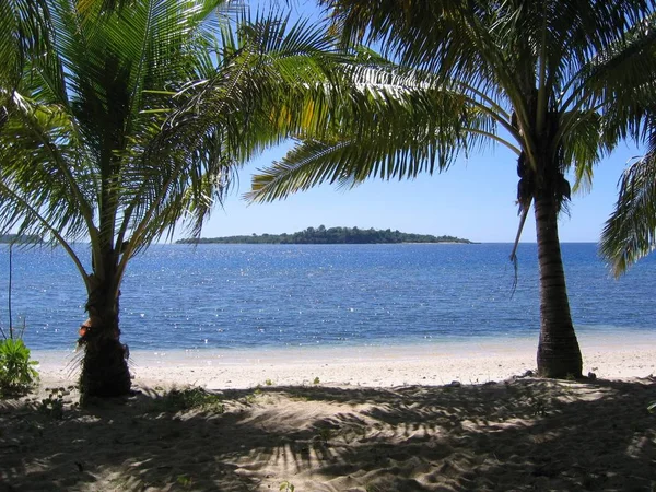 Wide shot of tropical trees on a sandy seashore by the sea — Stock Photo, Image