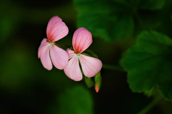 Close shot of a light pink Geranium Twins with a blurred natural background — ストック写真