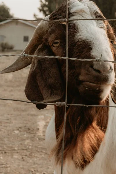 Closeup shot of a beautiful young goat behind a fence at a farm — Stock Photo, Image