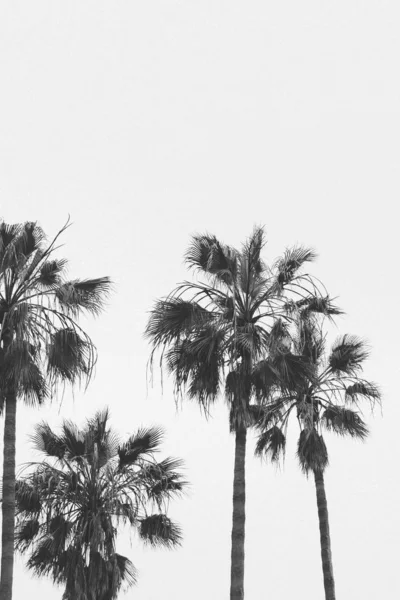 Όμορφη βολή από τροπικά φοινικόδεντρα σε λευκό φόντο — Φωτογραφία Αρχείου