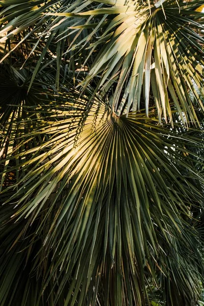 Прекрасний знімок довгих тропічних екзотичних листя і рослин — стокове фото