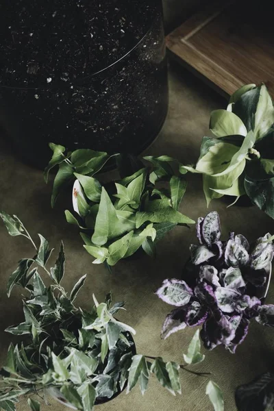 Крупный план красивых миниатюрных зеленых растений в горшках в помещении — стоковое фото