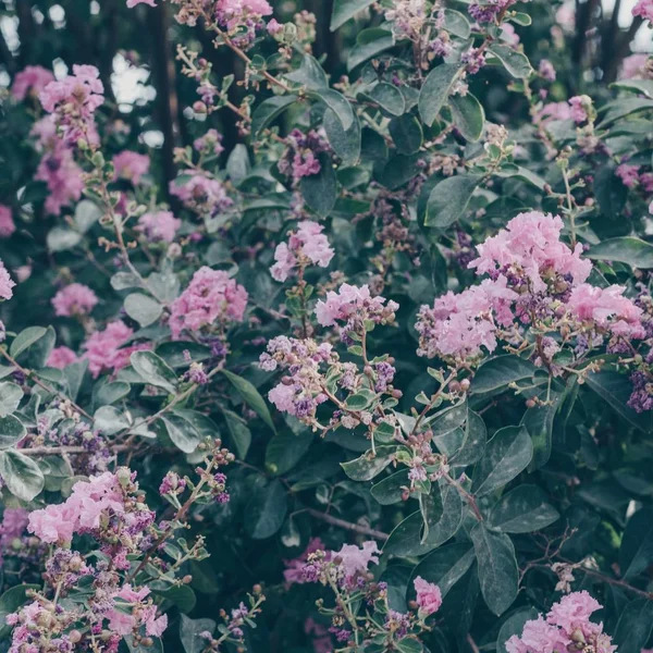 Hermosa foto de vegetación con flores en un jardín para fondo o fondo de pantalla —  Fotos de Stock