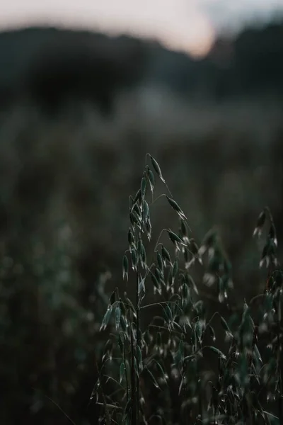 Вертикальный селективный крупный план зеленых зерновых растений в поле — стоковое фото
