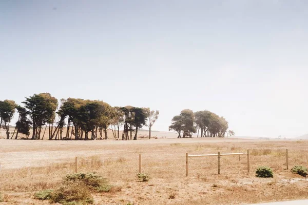 Belo tiro de árvores do deserto em um dia ventoso e ensolarado — Fotografia de Stock