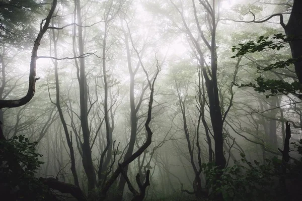 Belle photo d'une forêt avec des arbres et des plantes sans feuilles dans un brouillard — Photo