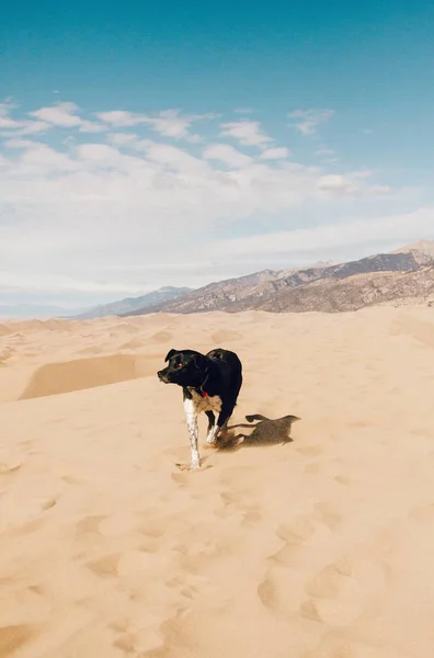 Scatto verticale di un cane che cammina su una superficie sabbiosa con montagne e cielo azzurro sullo sfondo — Foto Stock