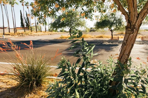 Disparo cercano de plantas en una acera cerca de la carretera con un fondo borroso durante el día — Foto de Stock