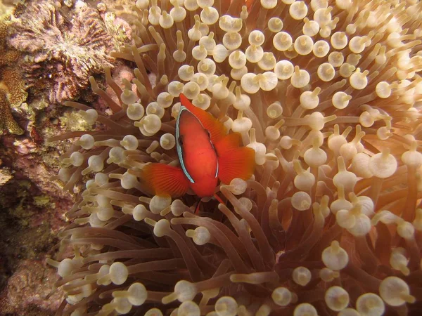 Εκλεκτική φωτογραφία ενός οκελιάρη ψαριού (νεμο) στους κοραλλιογενείς υφάλους — Φωτογραφία Αρχείου