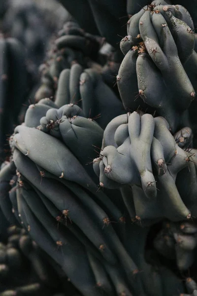 Крупним планом знімок рідкісної рослини кактуса в пустелі — стокове фото