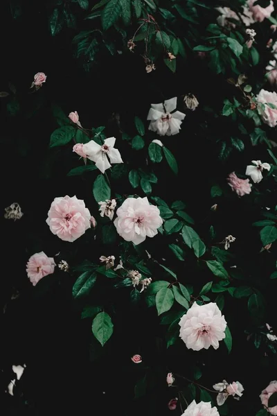 Όμορφο φόντο ή ταπετσαρία με ροζ λουλούδια και φύλλα — Φωτογραφία Αρχείου