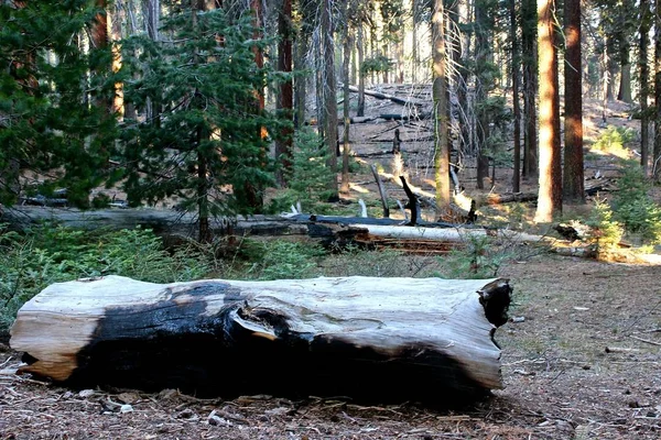 Hermoso paisaje de árboles forestales y vegetación — Foto de Stock